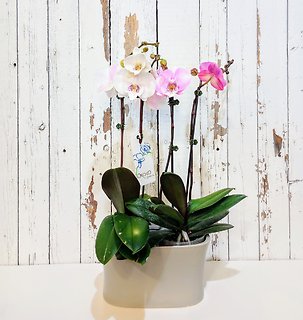 Regal Orchids