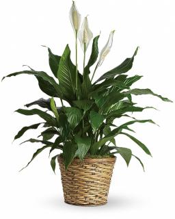 Simply Elegant Peace Lily