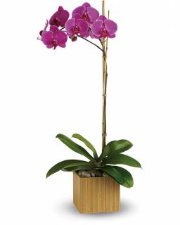 Phalaenopsis  Orchid