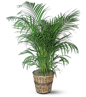 Palm Plant