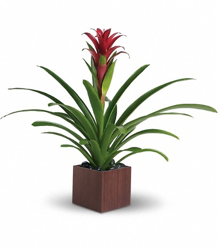 Bromeliad