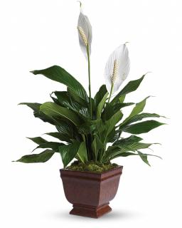 Lovely One - Peace Lily