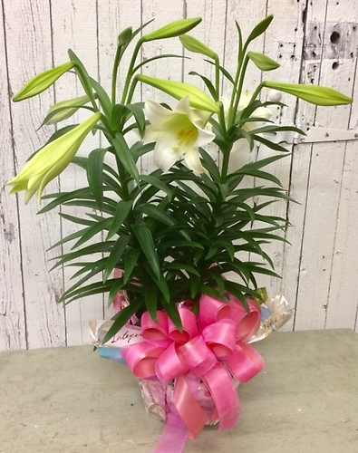 Easter Lily Plant