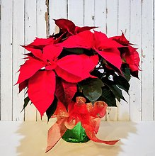 Red Pointsettia