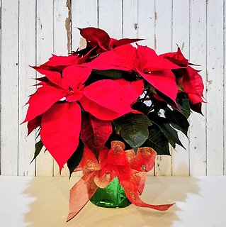 Red Pointsettia