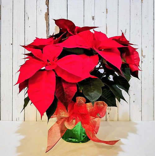 Red Pointsettia