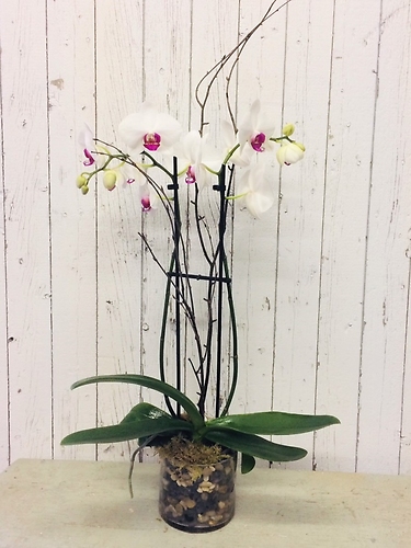 Rustic Orchids